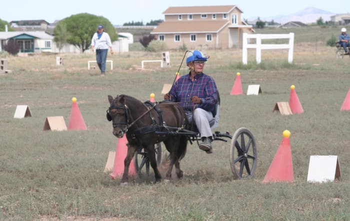 PJ on the cones at an ADT. This was his first year competing and he may only trot. There is a lot of space between the cones, allowing him (and me!) to learn to safely navigate through. A cone or ball down adds time penalties.