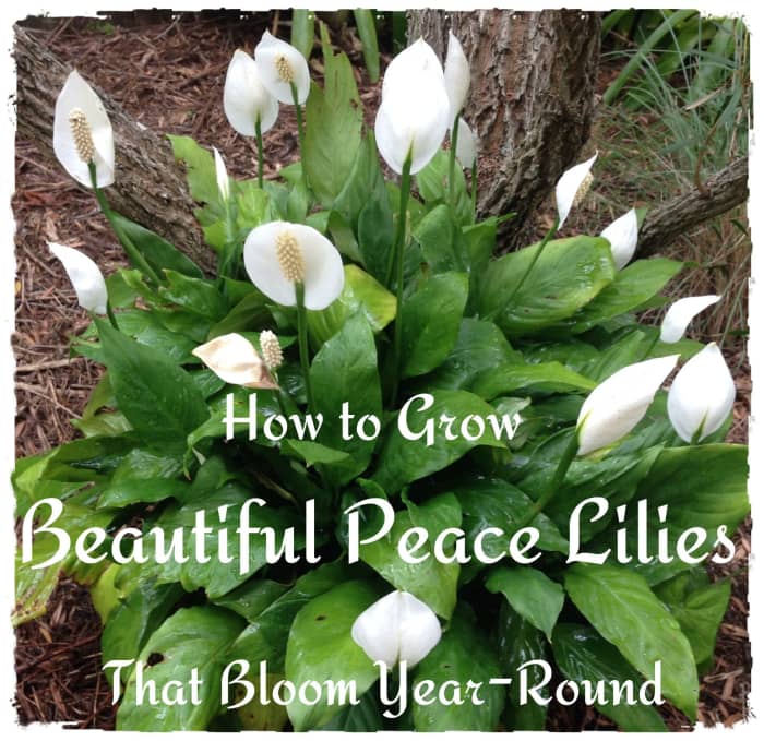 Les lis de la paix sont des plantes d'intérieur robustes qui peuvent fleurir toute l'année. Découvrez comment prendre soin d'eux pour de belles fleurs durables.