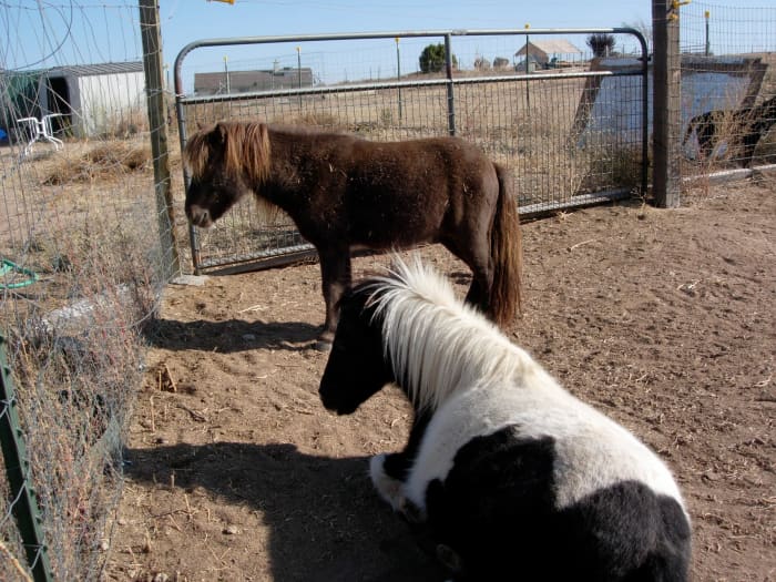 How many minis spend their days: waiting for something to do; that's why they need the right miniature horse cart!