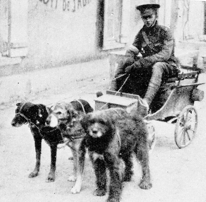To the British, the term " dog-cart" designated a trap with a box arrangement behind it. In Belgium, the real dog-cart was in common use, though a British soldier driving one was a novelty.
