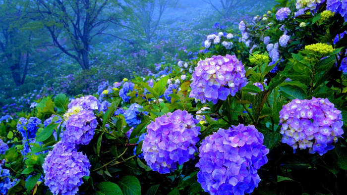 Hydrangeas are common selections for gardens due in large part to their radiant beauty and the fact that you can change the color of their blooms by altering the pH levels of the soil.