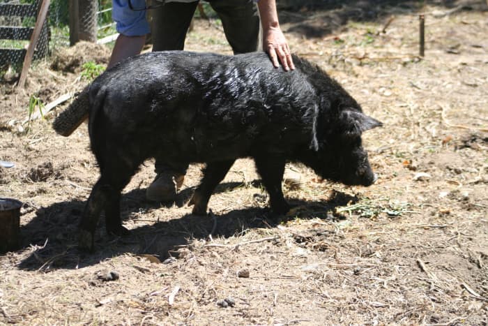 Pig care: Our knee-high miniature pig likes to be brushed. It is not much different from brushing a dog.