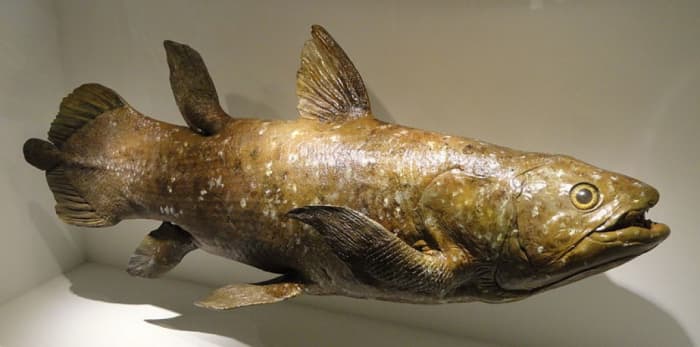 The Coelacanth is a prime example of the Lazarus Taxon, a prehistoric animal that disappears from the fossil record and is then found alive.