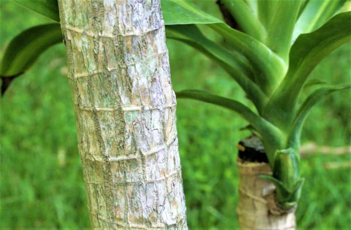 Soft stalks indicate root rot caused by overwatering. In most cases, the stalk will have to get chopped off to allow for new growth.