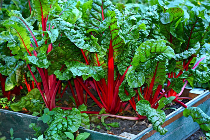 Swiss chard growing in a raised bed