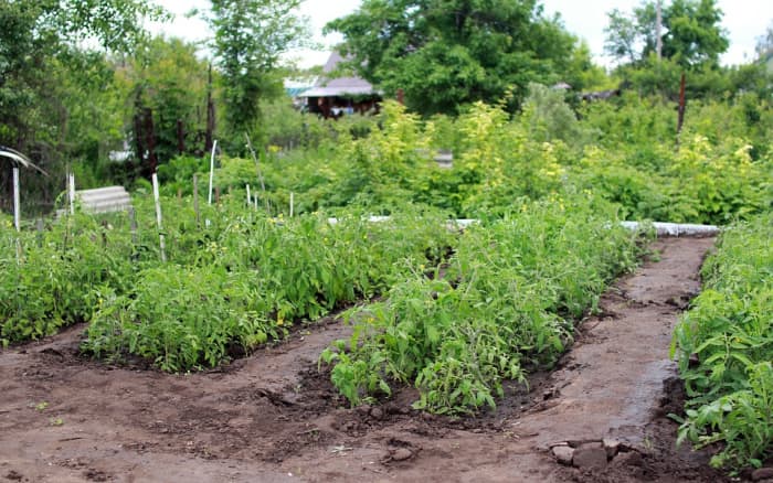 Paths make it easier to weed and harvest.