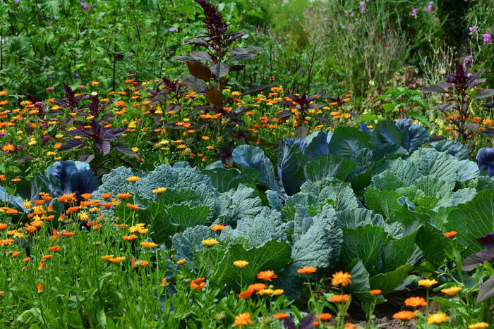 Add flowers and herbs to attract pollinators