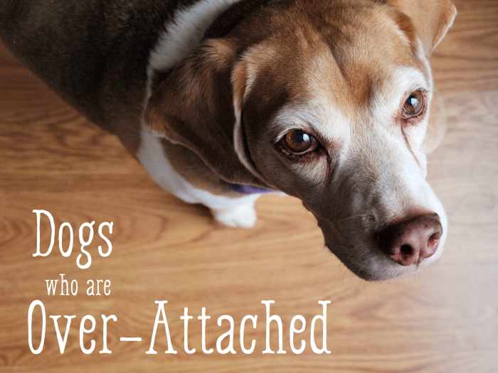 Helping Dogs Who Are Too Attached to One Person HubPages