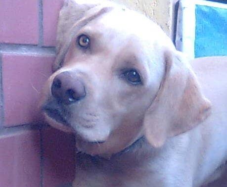 This Labrador retriever has developed a cataract on the right eye