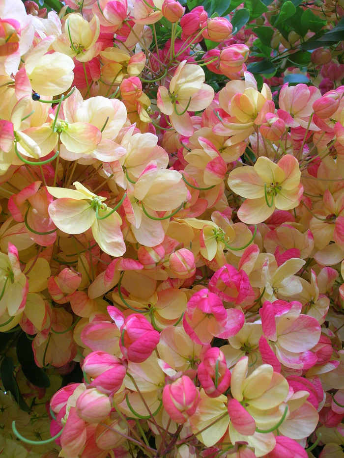Landscaping With Pink Rainbow Shower Trees (Cassia) Dengarden