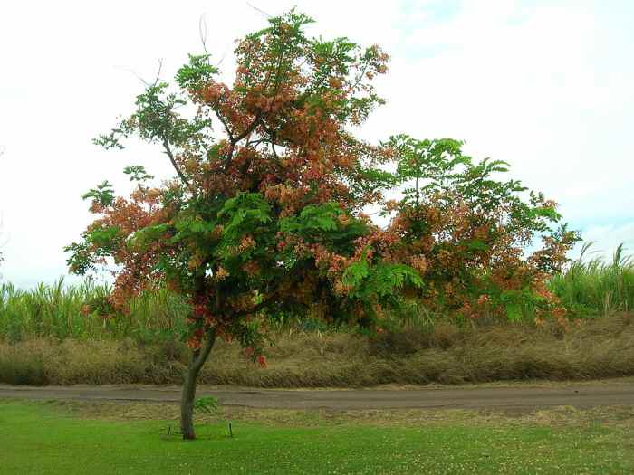 Landscaping With Pink Rainbow Shower Trees (Cassia) Dengarden