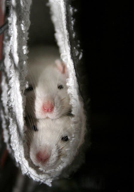 Rats are wonderful pets, and even cuter to raise. But what happens if something goes catastrophically wrong during pregnancy, birth, or after delivery??? Are YOU prepared?