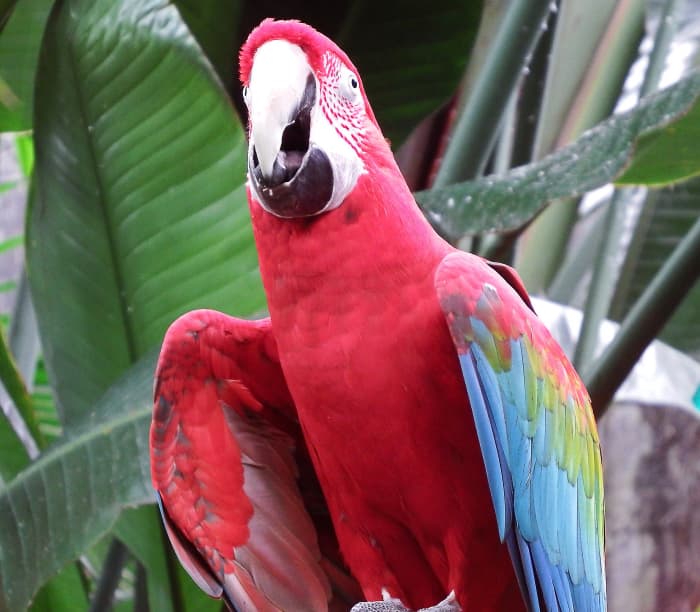 A green-winged macaw (also called a red-and-green macaw) at the Bloedel Conservatory in Vancouver, British Columbia