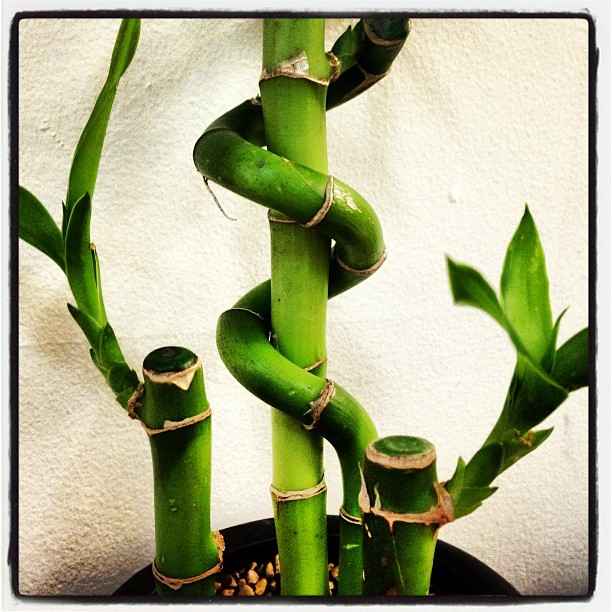 Care, Growth, and Meaning of Lucky Bamboo Dengarden