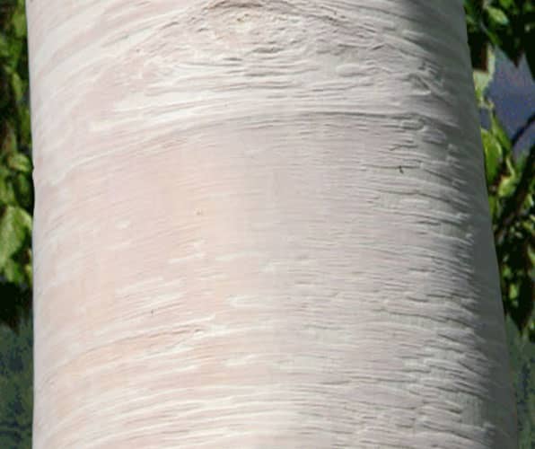 7 Types of Trees With White Bark Dengarden