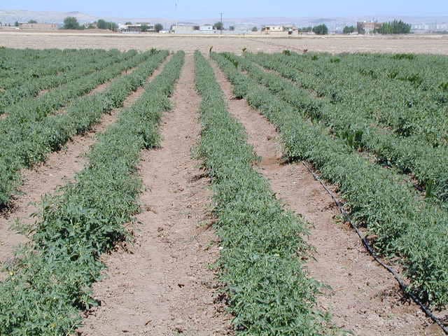 Drip irrigation tubes used on a farm. Home gardeners can install smaller systems in their gardens.