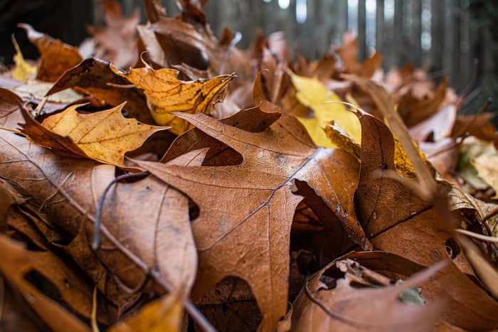 Fall is the best time to have your soil tested and to add the recommended amendments to your lawn or garden.