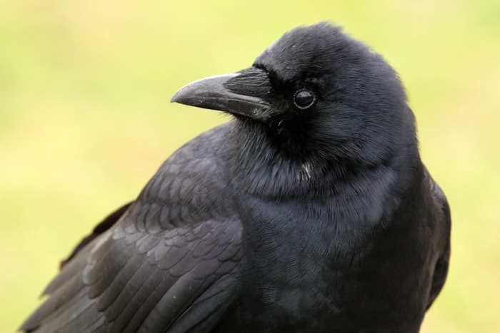 I became friends with my neighborhood crows. Here are a few of the things I learned while growing closer to these fascinating birds.