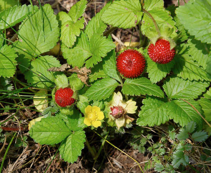Wild Strawberries vs. Mock Strawberries What’s the Difference? Dengarden