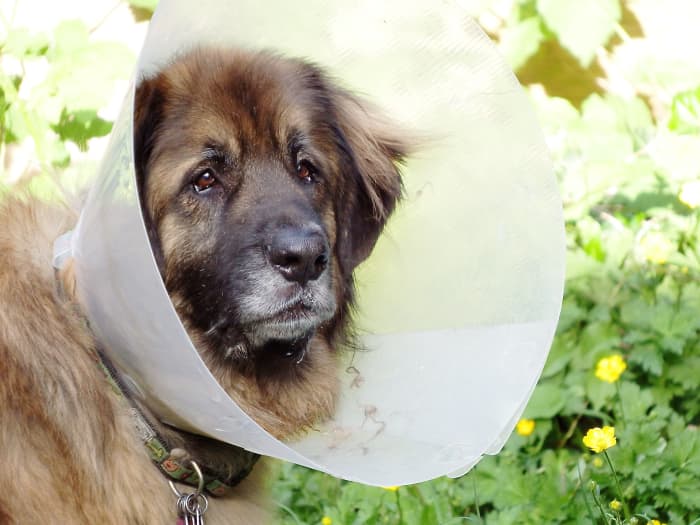 Ryan, a six-year-old Leonberger, is recovering from a splenectomy or spleen removal in this photo. He's tired but happy.