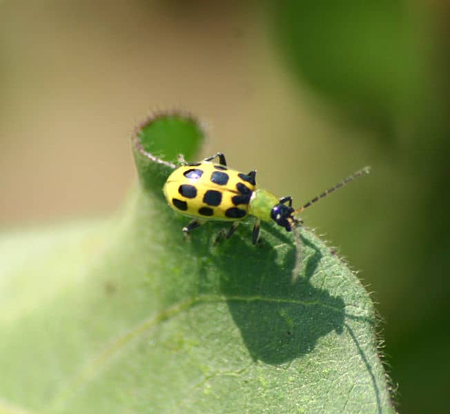 How to Get Rid of Cucumber Beetles - Dengarden