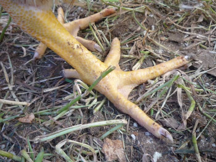 how-to-clean-chicken-feet-before-cooking