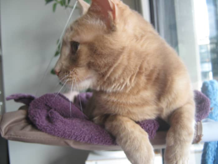 "Wait! Don't leave without me!" If your pets could talk, what would they want you to know about planning for an emergency?