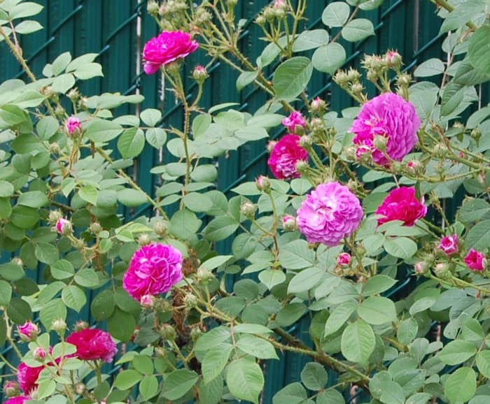 How to Grow a Seven Sisters Rose, an Heirloom Rosebush - Dengarden