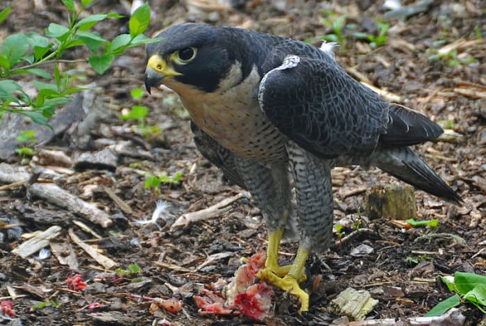An adult peregrine with an unidentifiable prey item. This particular bird was photographed in Nova Scotia, Canada.
