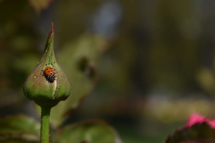 Käferdame auf der Jagd nach Blattläusen an einem Rosenstrauch
