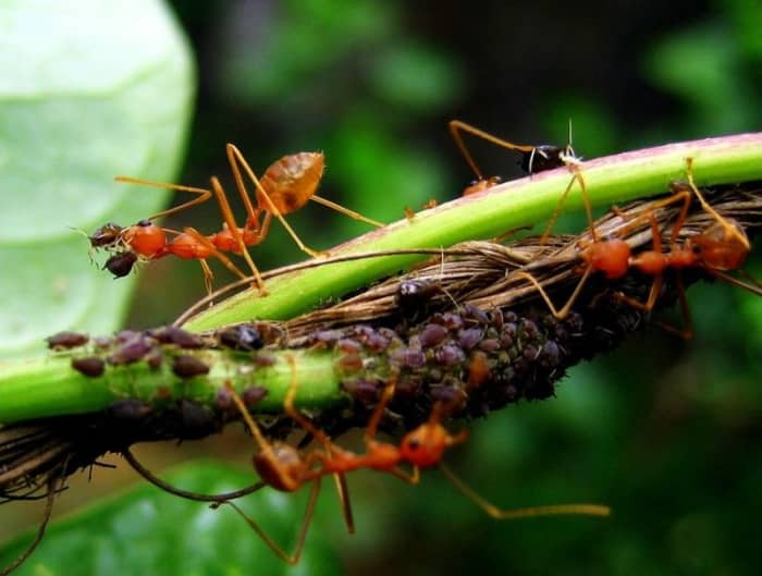 De mieren kweken bladluizen voor hun honingdauw, een favoriet voedsel van mieren.