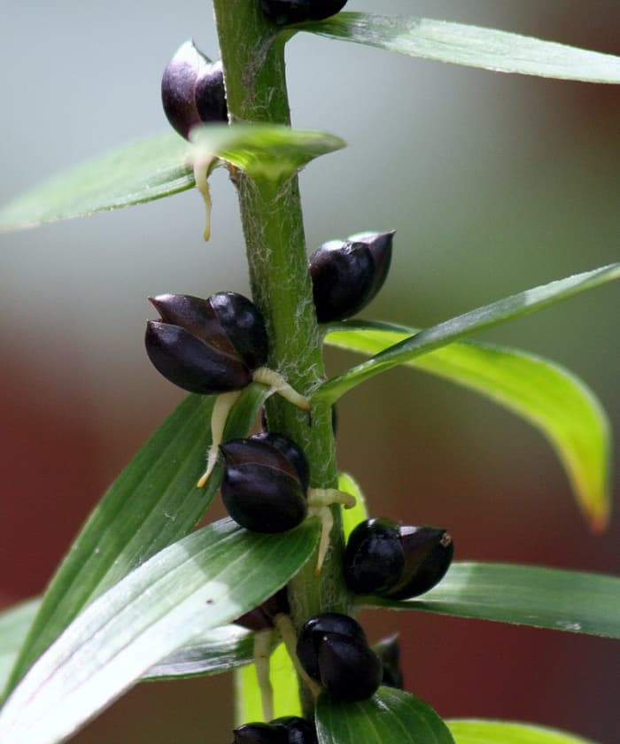 Bulbits growing along the stem of a tiger lily. These are actually tiny bulbs that will drop to the ground and eventually produce a tiger lily plant.