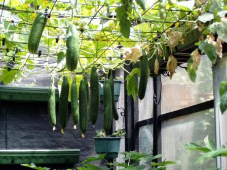 Growing vertically allows the cucumbers to hang, making them easier to pick and helping you spot pests.
