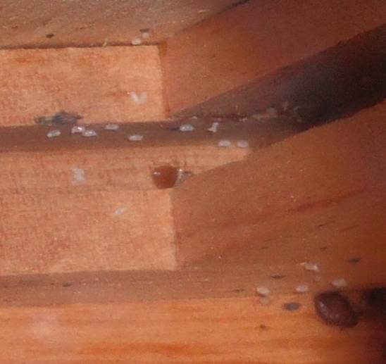 bedbug eggs