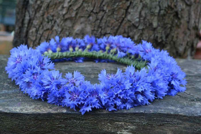 A wreath of cornflowers similar to this was found in King Tut's tomb.