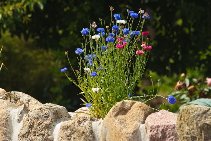 Thanks to modern hybridization, bachelor's buttons are available in other colors besides blue.