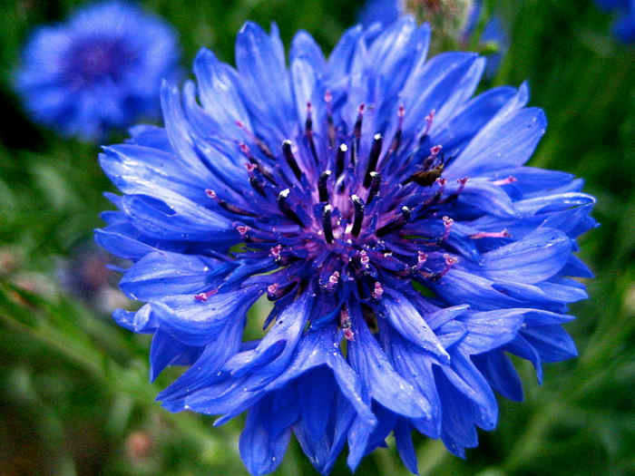 cottage-garden-favorites-bachelors-buttons-cornflowers