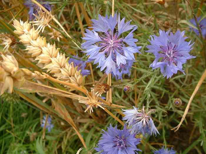 Bachelor's Buttons were originally wildflowers found in grain fields.