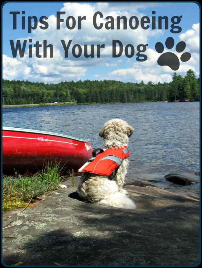 An anxious, hyper dog is not one you want in a canoe with you. Training your dog to become comfortable in a canoe takes patience and persistence.