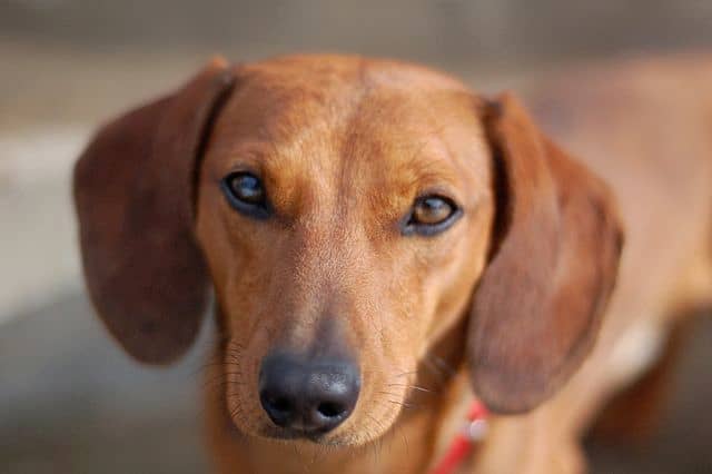 Dachshunds are one of the breeds with a predisposition for Cushing's disease.