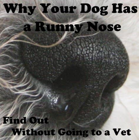 You can find out why your dog has a runny nose without going to the vet.