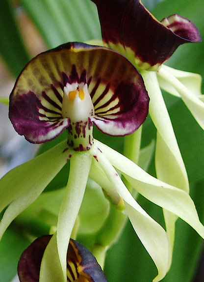 Some people think this orchid looks like an octopus.