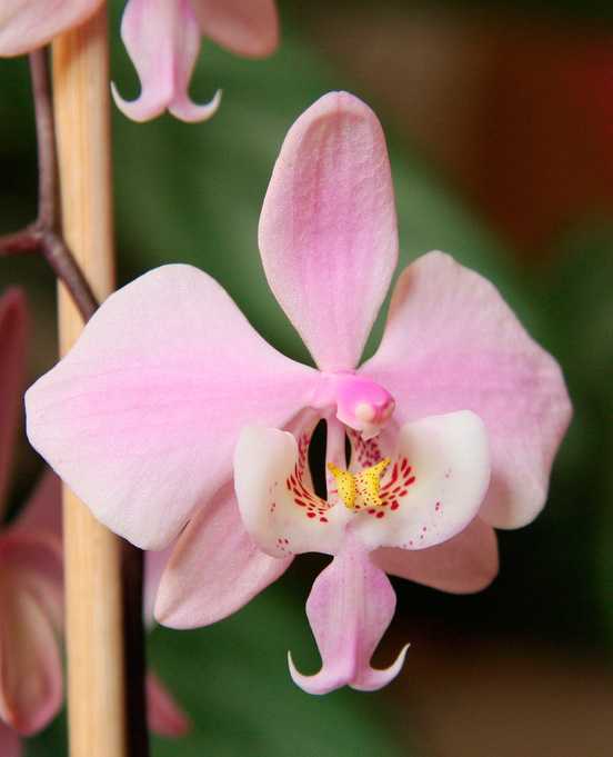 10 Unusual Orchids That Look Like Monkeys and Other Animals Dengarden