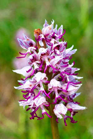 Orchis simia.