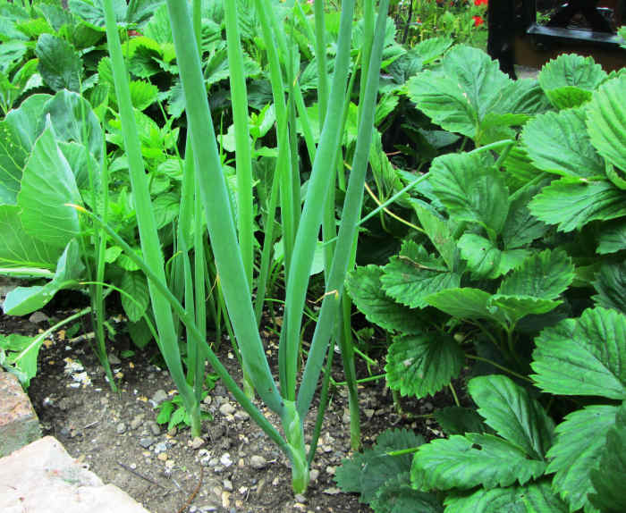 How to Sow, Plant and Grow Green Onions, Scallions Seeds in Containers