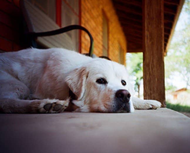 Dogs who don't want to come inside may have their reasons. It's important to understand why.
