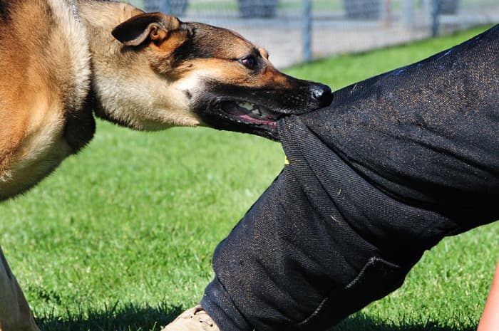 No one was injured during the making of this photos as it was taken during the course of a dog training exercise.