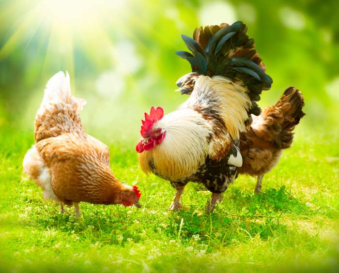 45 Awesome Names for Chickens and Roosters PetHelpful