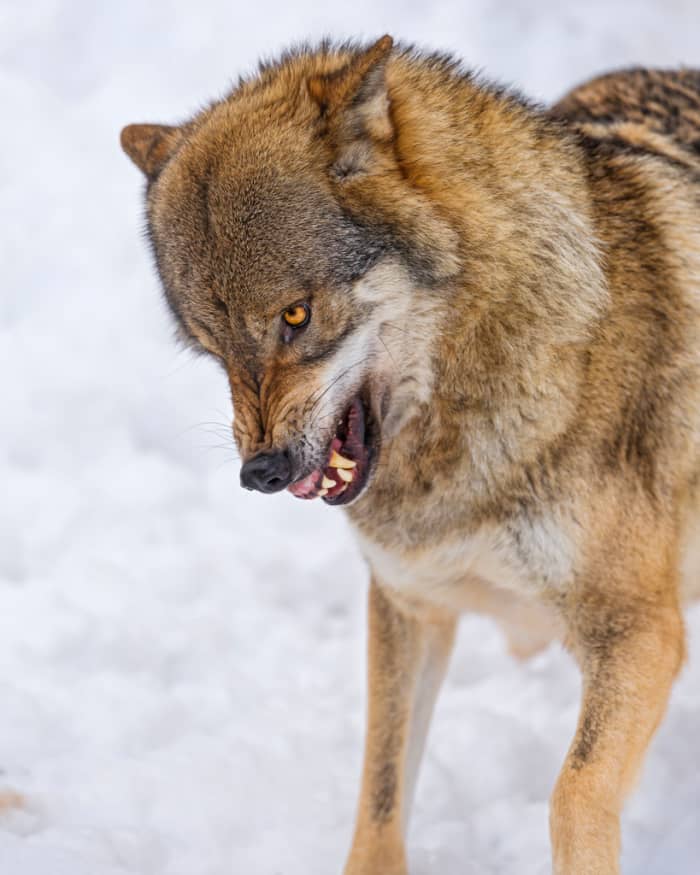 Wolfdogs are on the list of the most dangerous exotic pets.