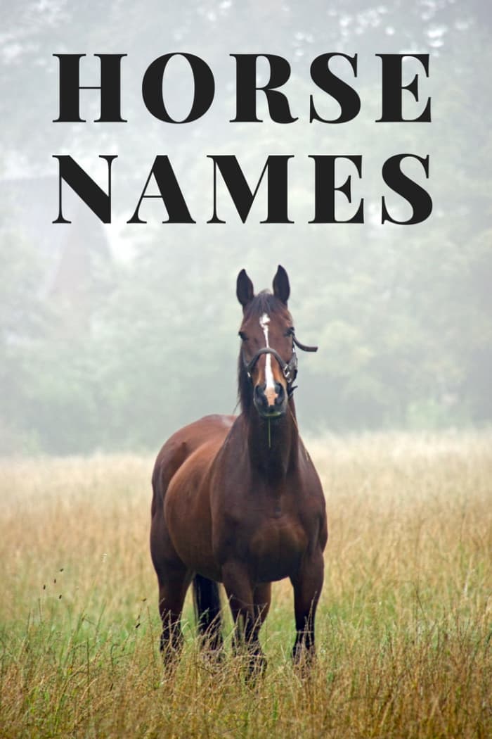 Horses are one of the most majestic creatures to ever run on this planet, and they deserve a name as magnificent as they are!